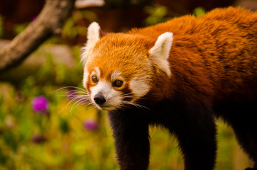 Obraz premium Red Panda