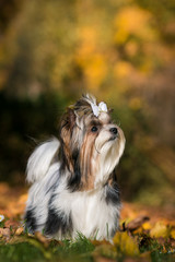 Biewer terrier puppy in beautiful autumn.	