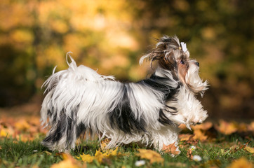 Biewer terrier puppy in beautiful autumn.