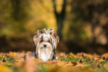 Biewer terrier puppy in beautiful autumn.	