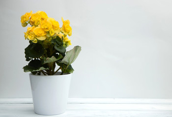 Yellow blooming begonia flower in a stylish white ceramic pot stands on a white wooden table on a white background. Save the space. Cultivation of home flowers.