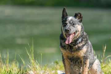Friendly Cute Obedient old australian cattle dog is posing in front of water.