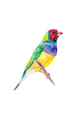 Fototapeta premium colorful bird finch isolated on white background
