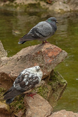Obraz premium pair of pigeons on the stones. White dove looks at another