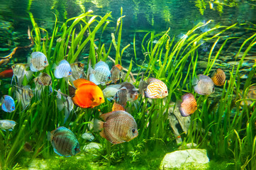 Fresh water aquarium with colorful fishes .