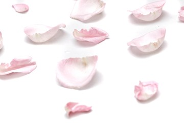 In selective focus a group of sweet pink rose corollas on white isolated with copy space and softy style 