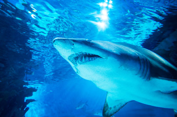 Big shark in deep blue water.