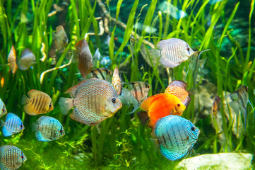 Fresh water aquarium with colorful fishes .