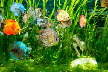 Fresh water aquarium with colorful fishes .