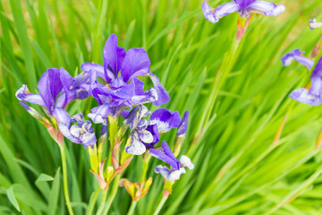 Lilac garden flowers irises grow in the garden in summer