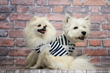 White terrier and pomeranian posing in the studio.