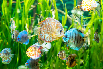 Fresh water aquarium with colorful fishes .
