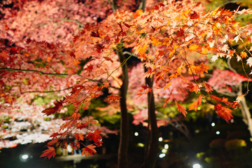紅葉