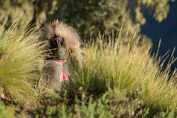 Gelada baboon in Simien mountains, Ethiopia