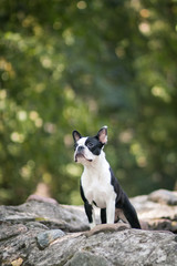 Boston terrier dog posing in city center park. Young boston terrier	