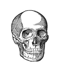 Illustration of a human skeleton skull. Black and white drawing medical scientific diagram. Line art engraved