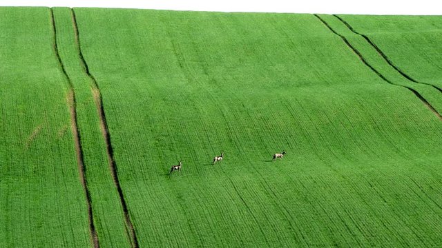 Fallow Deer (Dama dama) in a field. Deer in the nature habitat. Animal in the green meadow. Wildlife scene in Europe.