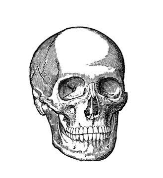 Illustration of a human skeleton skull. Black and white drawing medical scientific diagram. Line art engraved