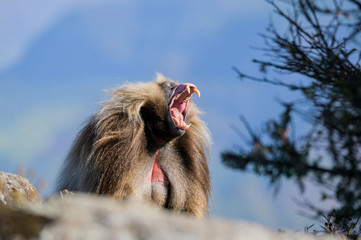 Gelada baboon in Simien mountains, Ethiopia