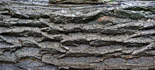 Close up tree bark, rough texture