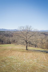 Landscape of a dry tree on a winter suny day against a forest and mountains in the background