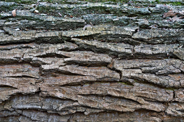 Close up tree bark, rough texture