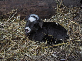 A newborn lamb is lying in the hay