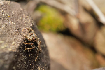 Springspinne