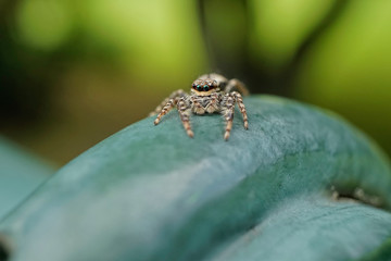 Springspinne