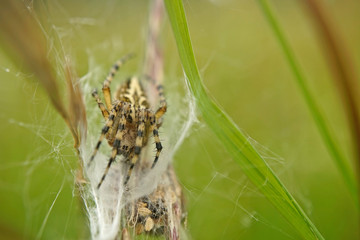 Eichblatt-Kreuzspinne