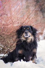Mixed breed dog posing in the park.