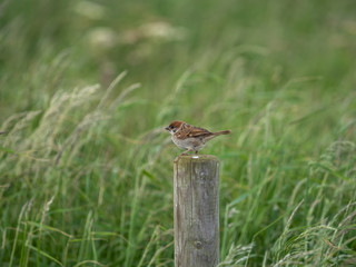 Tree sparrow at Bempton Cliffs