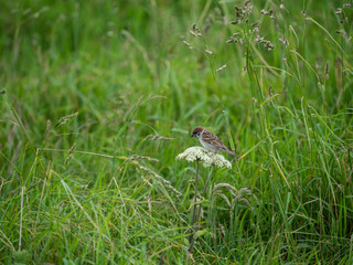 Tree sparrow at Bempton Cliffs