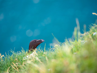 Razorbill head on cliff edge