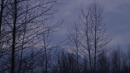 Fototapeta na wymiar trees in winter against the evening sky