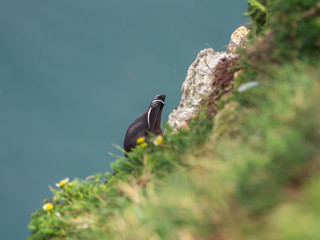Razorbill head on cliff edge