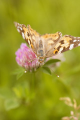 Fototapeta na wymiar An orange butterfly on wildflower on soft green blurred background.