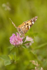 An orange butterfly on wildflower on soft green blurred background.