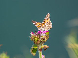 Painted lady butterfly ( Vanessa cardui )