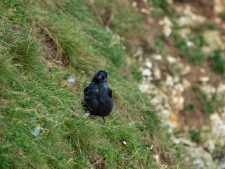Jackdaw ( Corvus monedula ) standing on the grass