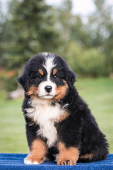 Bernese mountain dog puppy posing outside. Puppies in the kennel.	