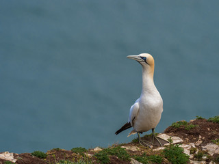 Northern gannet on cliff top