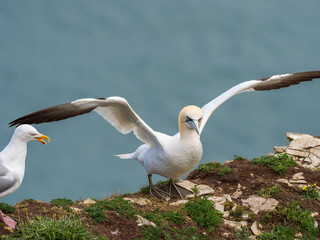 Northern gannet on cliff top