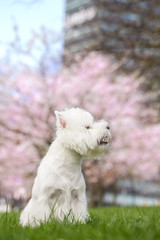 White west terrier in beautiful flowers park.	