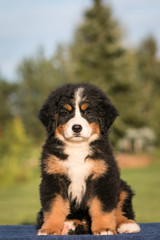 Bernese mountain dog puppy outside. So cute and small bernese puppy.