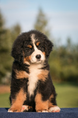 Bernese mountain dog puppy posing outside. Puppies in the kennel.	