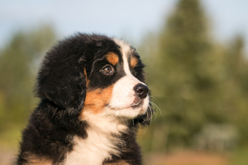 Bernese mountain dog puppy outside. So cute and small bernese puppy.