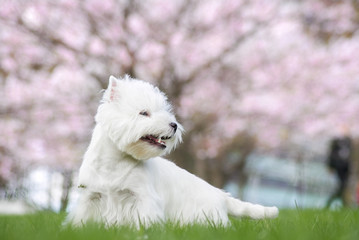 White west terrier in beautiful flowers park.