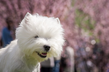 White west terrier in beautiful flowers park.