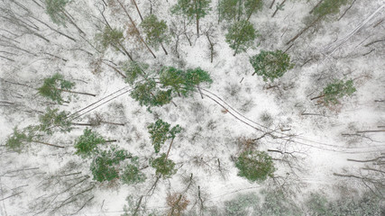 Rare snowy pine forest, with dirt roads. Drone view.
